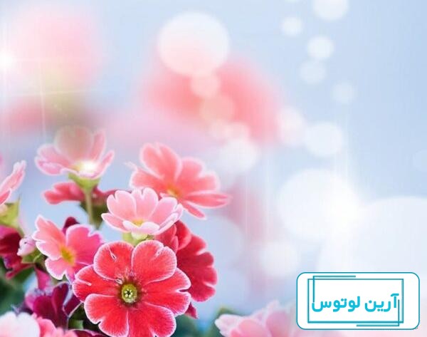 عکس گل بهار برای پروفایل