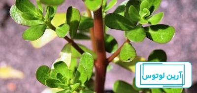 عکس گل خرفه - عکس نودی