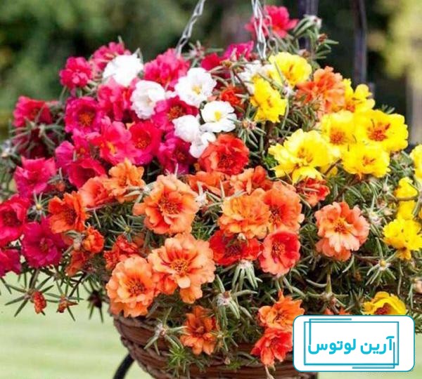 عکس گل خرفه - عکس نودی