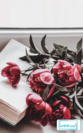 عکس گل رز آبی برای پروفایل