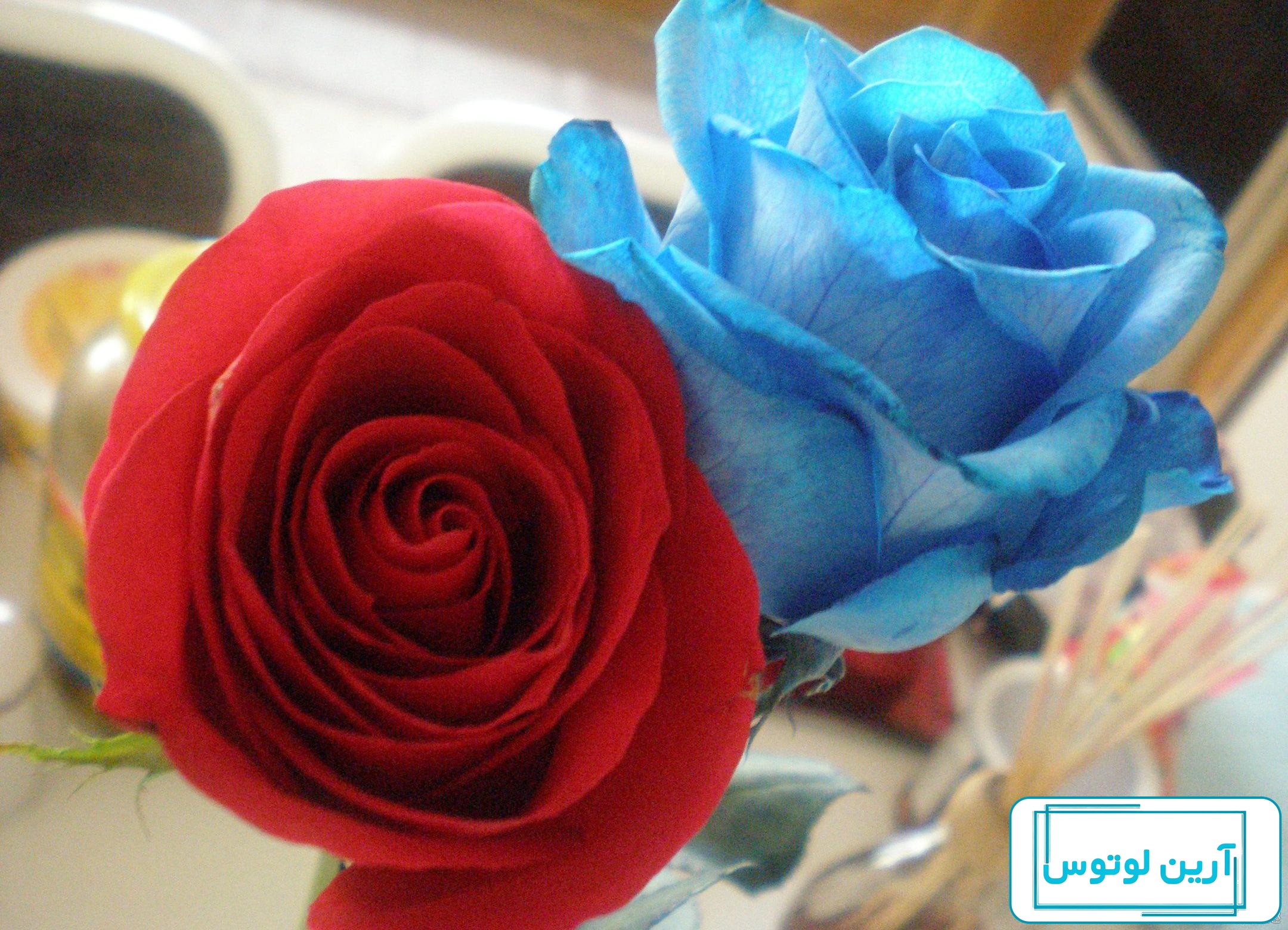 عکس گل رز آبی و قرمز برای پروفایل واتساپ و تلگرام - مینویسم