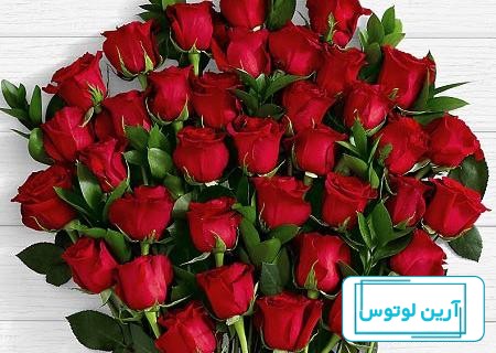 85 عکس گل رز با رنگ های زیبا و خاص