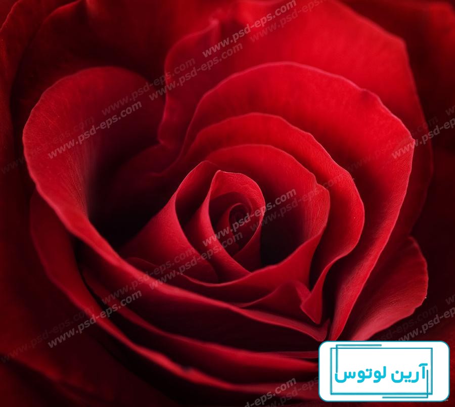 25 عکس گل رز قرمز عاشقانه برای پروفایل + رز قرمز نشانه چیست؟