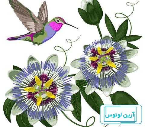 عکس گل ساعتی خشک شده