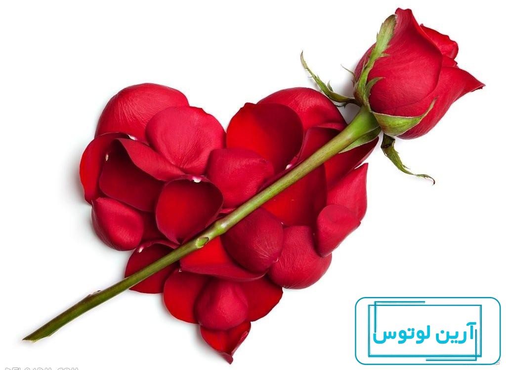 عکس گل سرخ ❤️ [ بهترین تصاویر ]