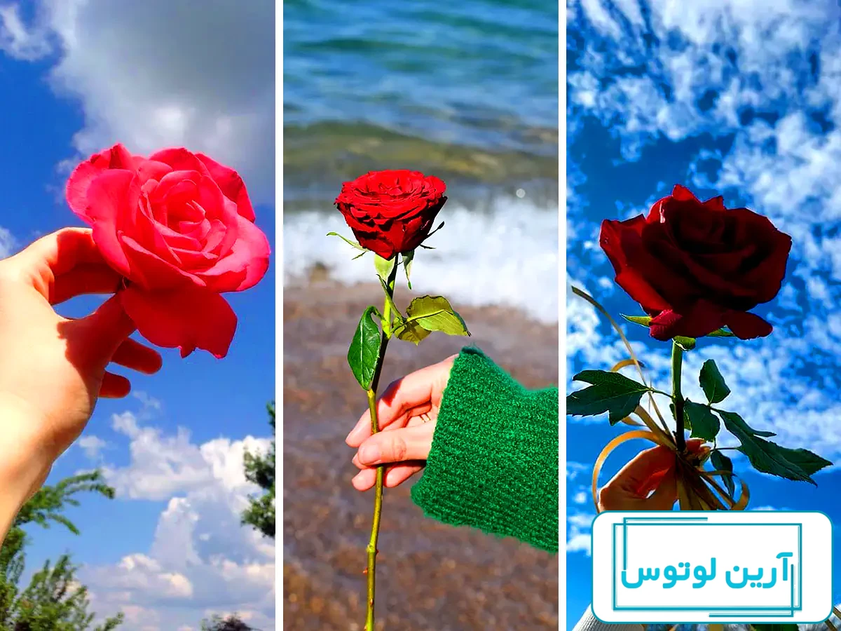90 عکس گل و منظره زیبا برای پروفایل 2024؛ بدون متن/ بینظیر/ واقعا خوشگل  جذاب - گلی خانوم