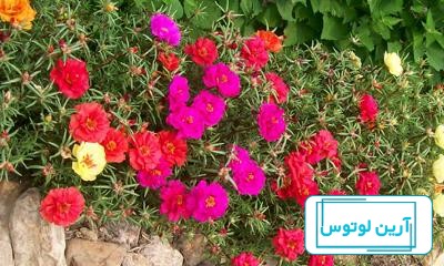 عکس گل ناز خرفه ای
