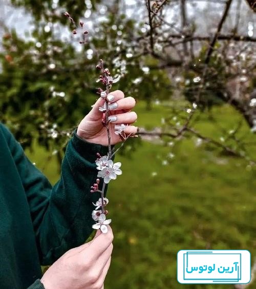 عکس گل همیشه بهار برای پروفایل