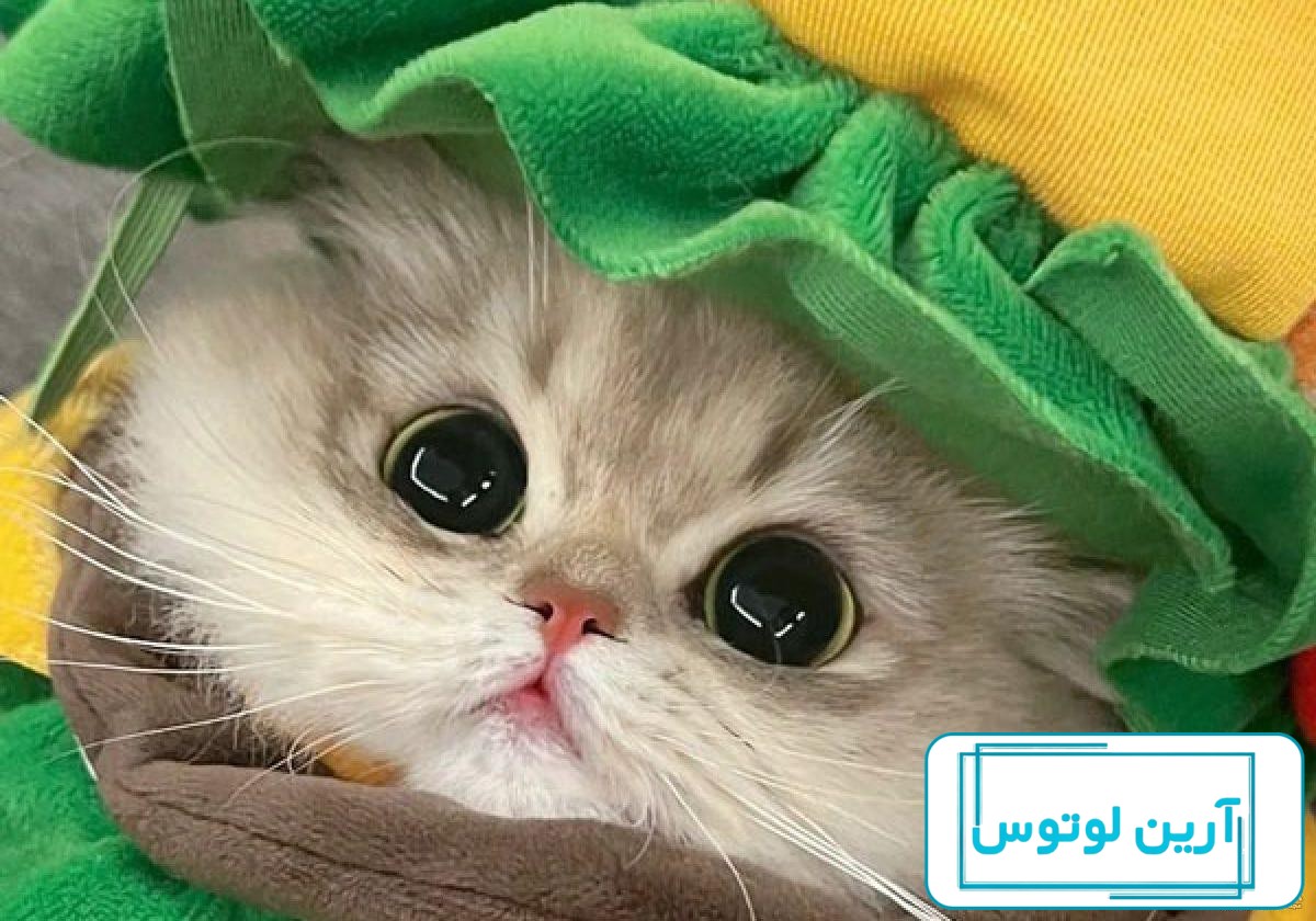 عکس گوگولی دخترونه برای پروفایل - عکس نودی