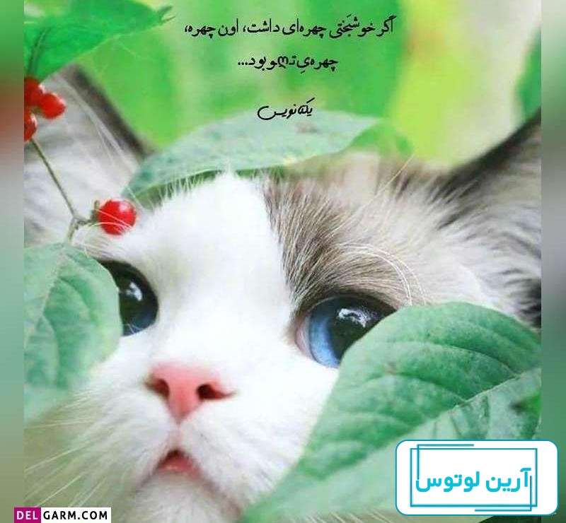 عکسهای زیبا برای پروفایل واتساپ جدید دخترانه ❤️ [ بهترین تصاویر ]
