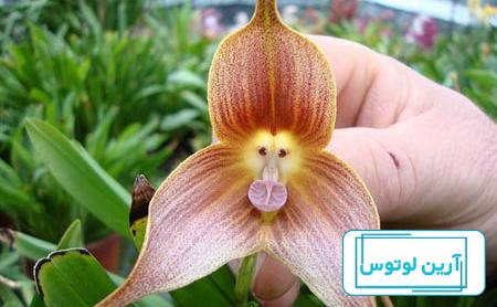 هفده گل زیبا که در اشکالی باورنکردنی خودنمایی می‌کنند