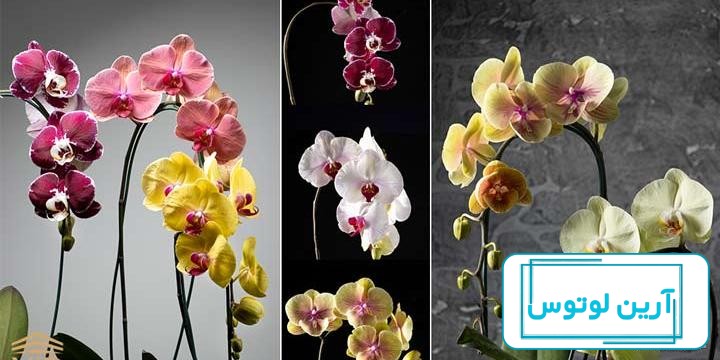هفده گل زیبا که در اشکالی باورنکردنی خودنمایی می‌کنند