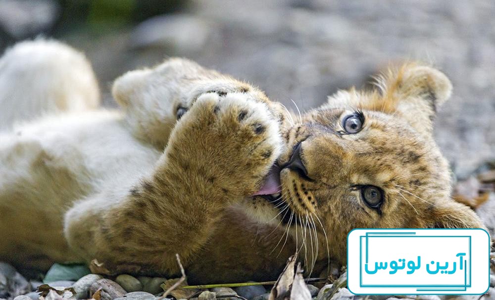 پروفایل عکس شیر و بچه شیر