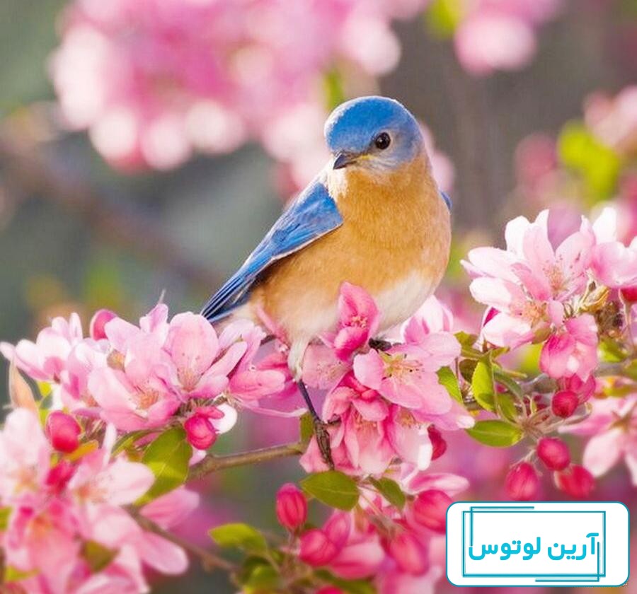 پوسترهای آغاز فصل بهار