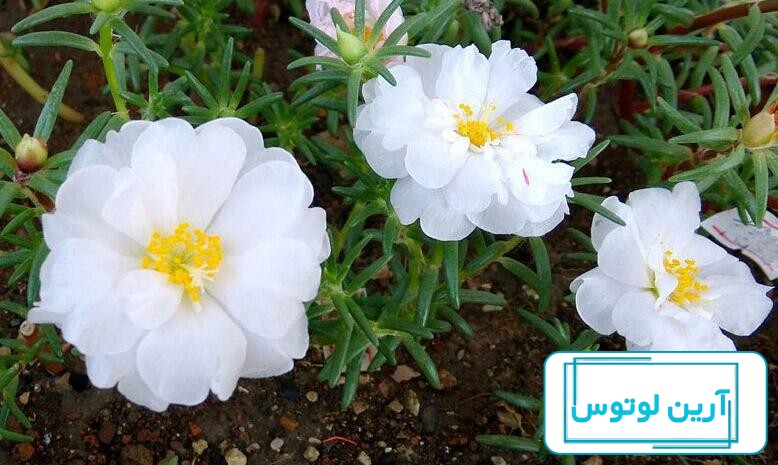 کراسولا خرفه ای - مجتمع تولیدی گل و گیاه نازگل محلات