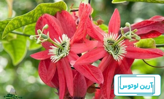 گل ساعتی | نگهداری و روش تکثیر گل ساعتی در خانه
