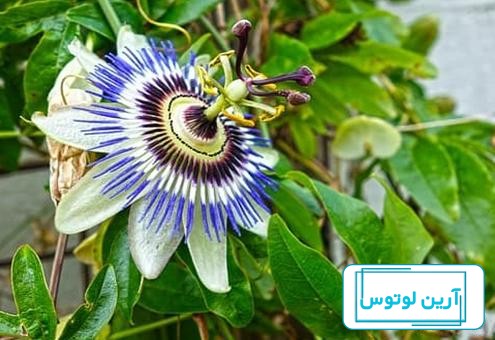 گل ساعتی 50 گرمی | فروشگاه عطارک