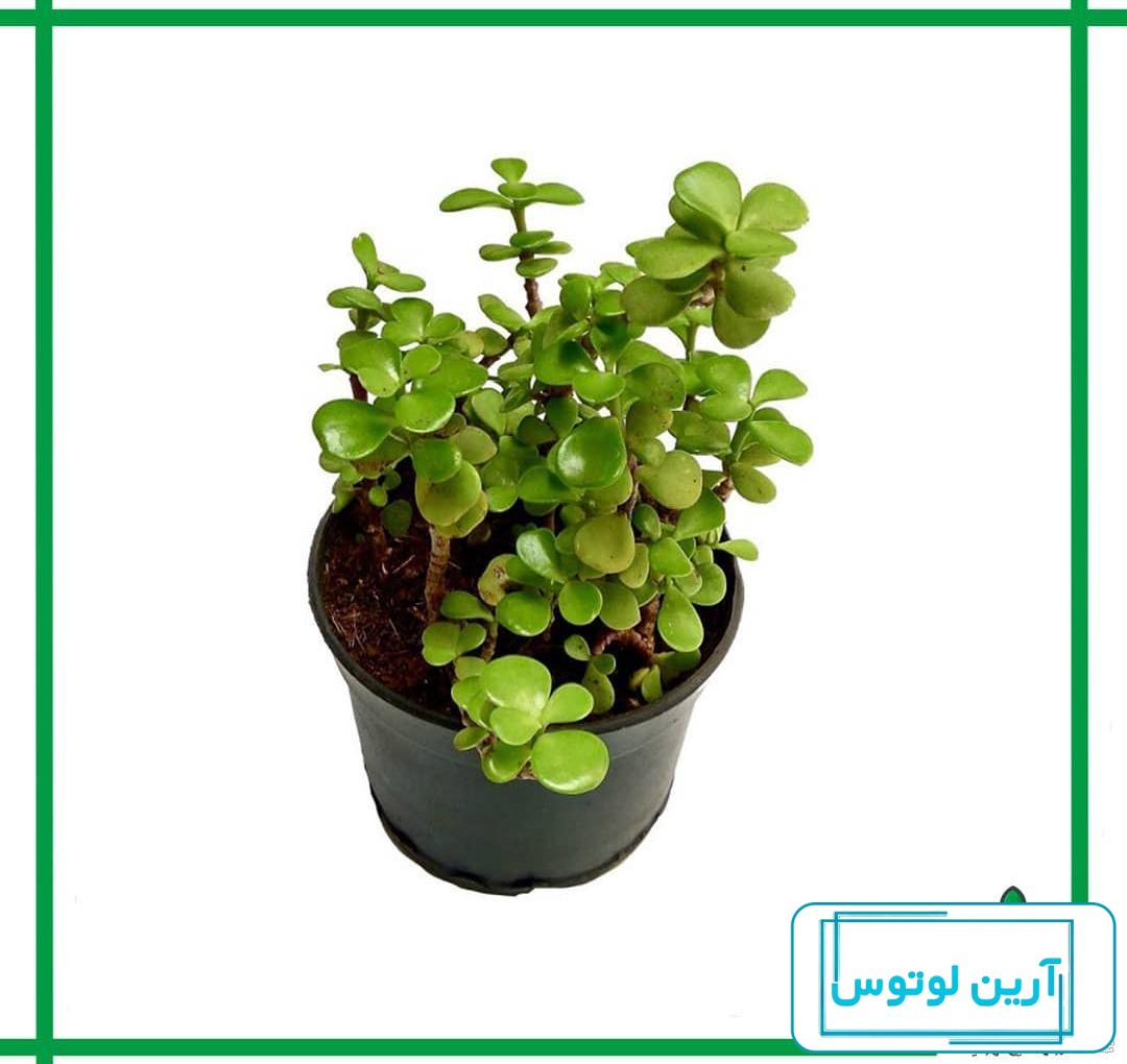 گل ناز آفتابی ( خرفه زینتی )