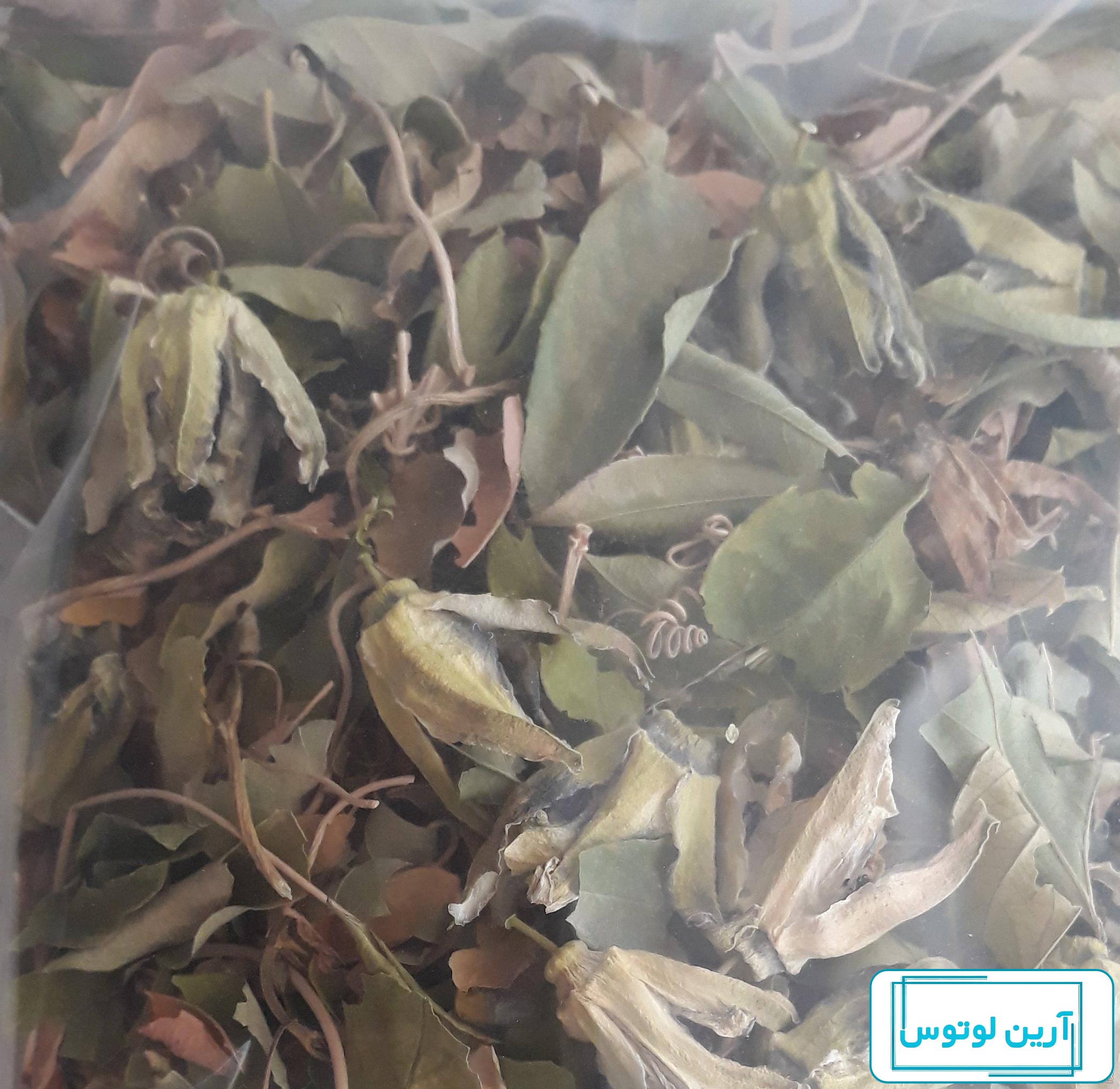 گیاه گل ساعتی, انواع و شرایط نگهداری - فروشگاه اینترنتی سرچنار
