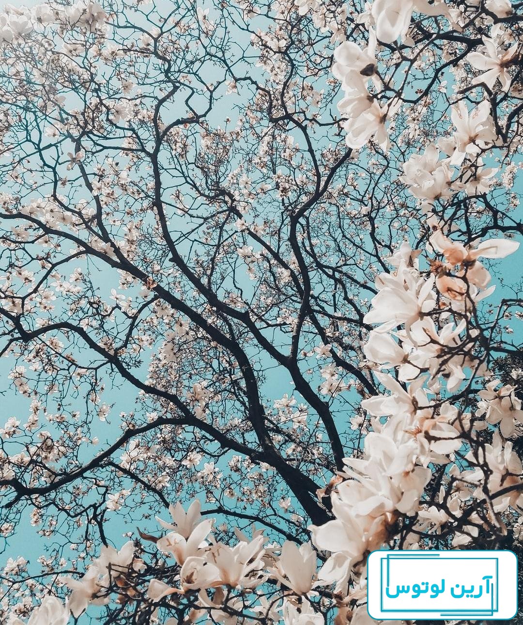۷۰ عکس پروفایل بهاری پرانرژی و دلنشین
